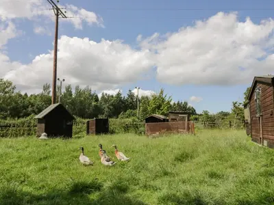 a group of ducks walking in a field of grass at Kite's Nest in Eaton