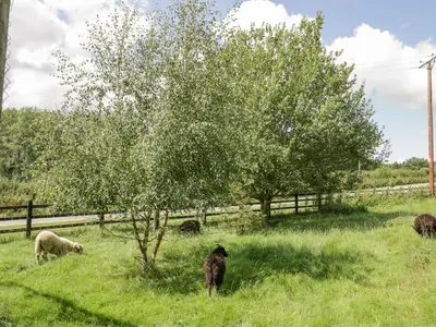 a group of sheep grazing in a field next to a tree at Kite's Nest in Eaton