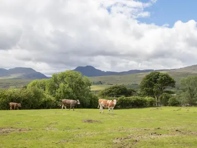 three cows standing in a field with mountains in the background at Hendre Cottage in Trawsfynydd