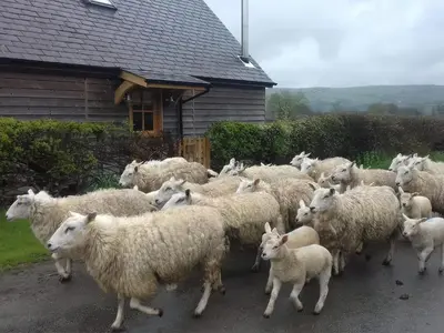 a herd of sheep standing in front of a house at Bicton Lodge in Clun