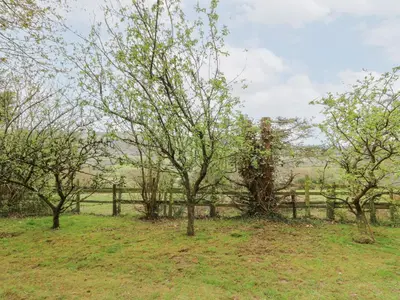a group of trees in front of a fence at Bryn yr Haf in Llanfair Clydogau