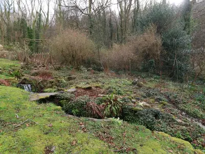 a field with plants and trees and a creek at Bron Aber in Arthog