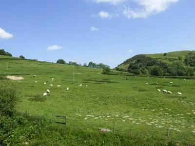 a herd of sheep grazing in a green field at Cwmgilla Farm in Knighton