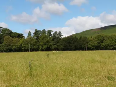 a field of tall grass with a hill in the background at Penymaes in Chirk