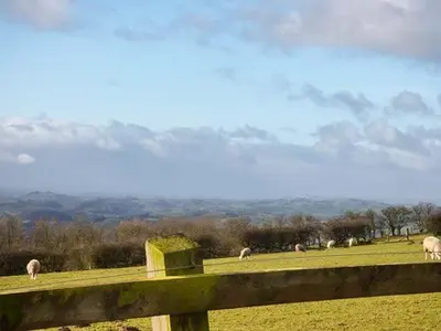a group of sheep grazing in a field behind a fence at Valley View Lodge in Trelystan