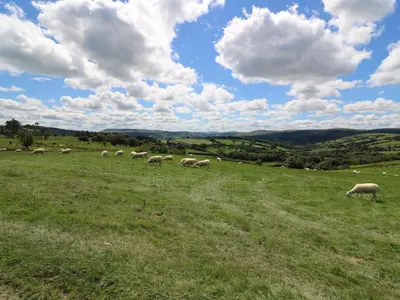 a herd of sheep grazing in a grassy field at Shepherd's View in Saint Harmon