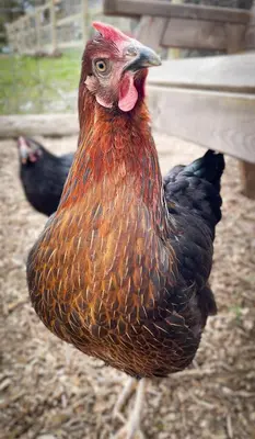 a brown and black chicken standing in the dirt at Coedmor Cottages in Lampeter
