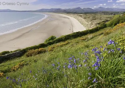 a field of purple flowers on a hill next to a beach at Hafod in Llanddwywe