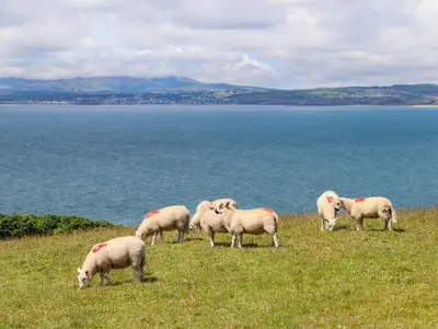 a herd of sheep grazing on a grassy hill near the water at Hendy Cottage in Llanbedr