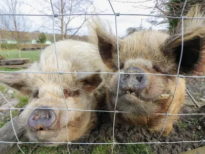 a pig laying in the dirt behind a fence at Y Felin - Moana in Borth