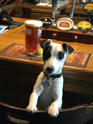 a dog sitting in a bar with a glass of beer at Plough and Harrow in Brecon