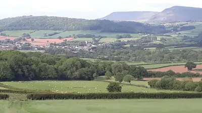 a herd of sheep grazing in a green field at The Draen Bed and Breakfast in Brecon