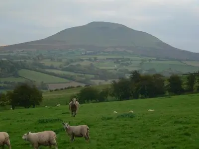 a herd of sheep standing on a green field at The Draen Bed and Breakfast in Brecon