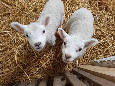 two sheep are laying in some hay at Welshhomestead in Tregaron