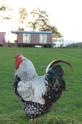 a chicken standing in the grass in a field at Off the Rails in Oswestry