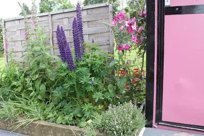 a garden with purple flowers in front of a fence at Off the Rails in Oswestry