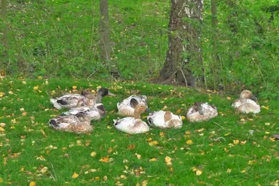 a group of ducks sitting in the grass at Glanwye in Hay-on-Wye