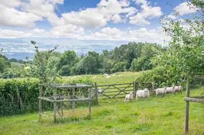 a herd of sheep standing in a field behind a fence at Fern Hall Cottage in Upper Welson