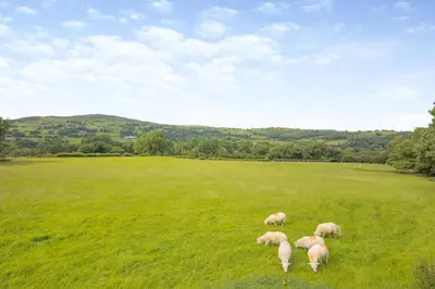 a group of sheep grazing in a green field at 3 Bed in Bala oc-waf247 in Bettws Gwerfil Goch