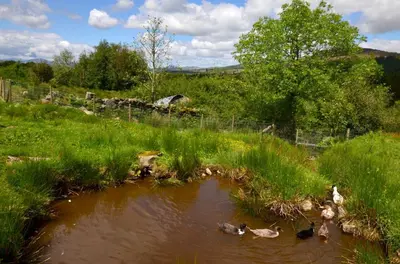 a group of ducks in a pond in a field at 4 Bed in Dolgellau oc-wah568 in Llanfachreth