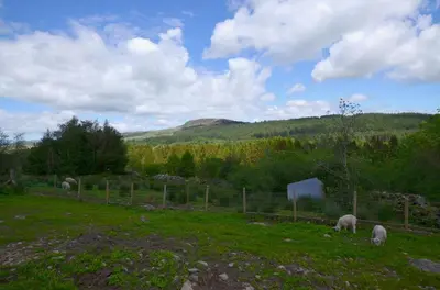 a group of sheep grazing in a field at 4 Bed in Dolgellau oc-wah568 in Llanfachreth