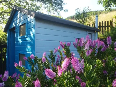 a blue shed with purple flowers in front of it at 3 Bed in Machynlleth oc-bow43 in Corris