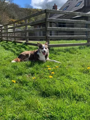 a dog laying in the grass next to a fence at Ty Glo Cottage in Brecon