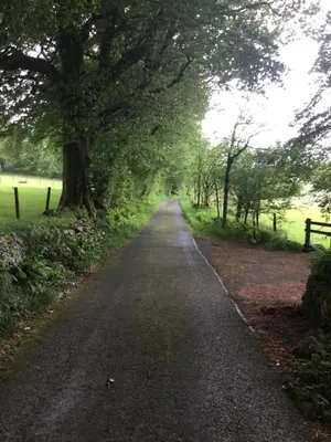 a road with a tree on the side of it at The Granary Country Retreat in Lampeter