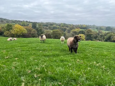 a group of sheep standing in a field of grass at Shepherds Cabin at Titterstone in Farden