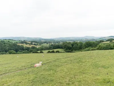 a couple of sheep laying in a grassy field at Waggoners Cottage in Montgomery