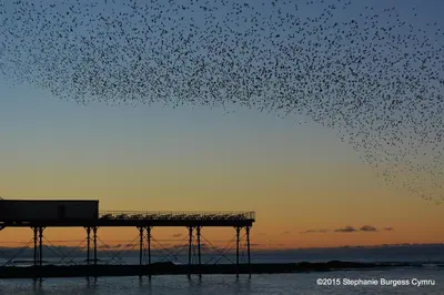 a large flock of birds flying over a pier at No 47 Marine Terrace in Aberystwyth