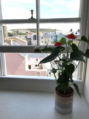 a plant in a pot sitting in front of a window at Apartment 4, 1 Laura Place in Aberystwyth