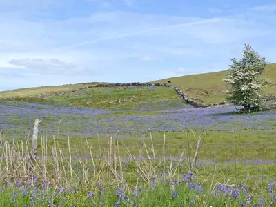 a field of purple flowers on a hill with a fence at Bluebell Lodge in Llandrindod Wells