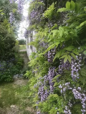 a garden with purple flowers on the side of a building at The Rose Barn, Ysgubor y Rhosyn in Llandysul