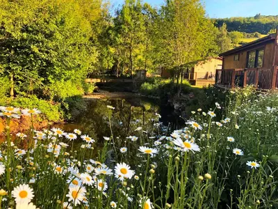 a bunch of flowers in front of a pond at Alder River Lodge Clun Valley Luxury Hot Tub Break in Craven Arms