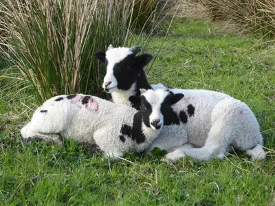 three lambs laying in the grass in a field at Rhydgaled in Llanon