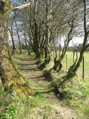 a row of trees in a field with grass at Rhydgaled in Llanon