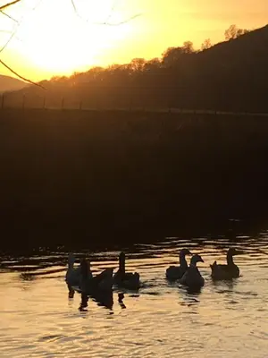 a group of ducks swimming in the water at sunset at The Mews, Talley in Llandeilo