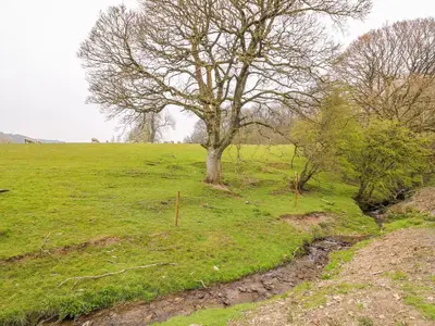 a tree in the middle of a grassy field at Pines Pitch in Knighton