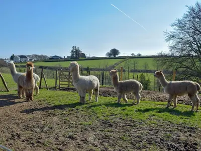 a group of llamas standing next to a fence at Parlwr - Uk11210 in Cwrt-newydd