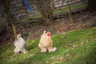 two chickens standing in the grass in a field at Walford Court in Leintwardine
