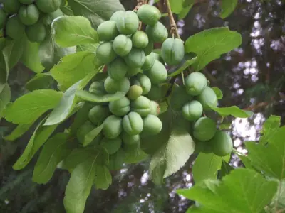 a bunch of green grapes hanging from a tree at Walford Court in Leintwardine