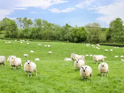 a herd of sheep grazing in a field of grass at Caesamson in Caersws