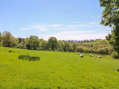 a herd of sheep grazing in a green field at Owl Cottage in Llandrindod Wells