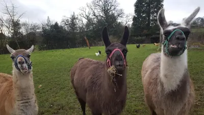 a group of llamas standing in a field at Courtyard Cottage in Oswestry