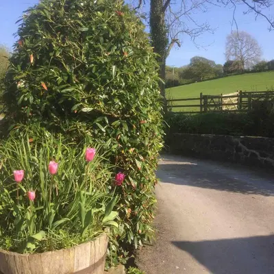 a large bush with pink roses in a garden at Mill Cottage in Llanddeiniol