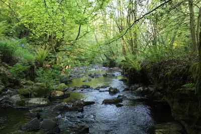 a stream of water with rocks in a forest at Pond Cottage in New Quay