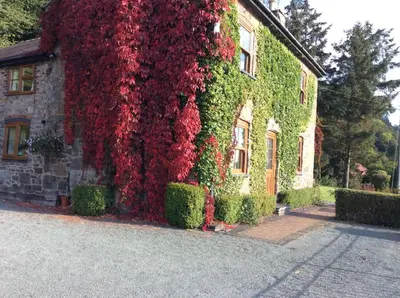 a building covered in ivy next to a street at TAN Y GRAIG in Meifod