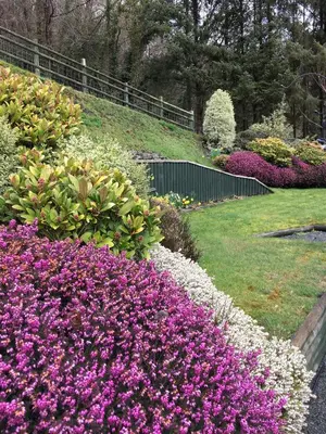 a garden with purple and white flowers and a fence at TAN Y GRAIG in Meifod