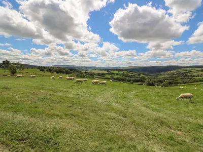 a herd of sheep grazing in a grassy field at Marches Way in Rhayader